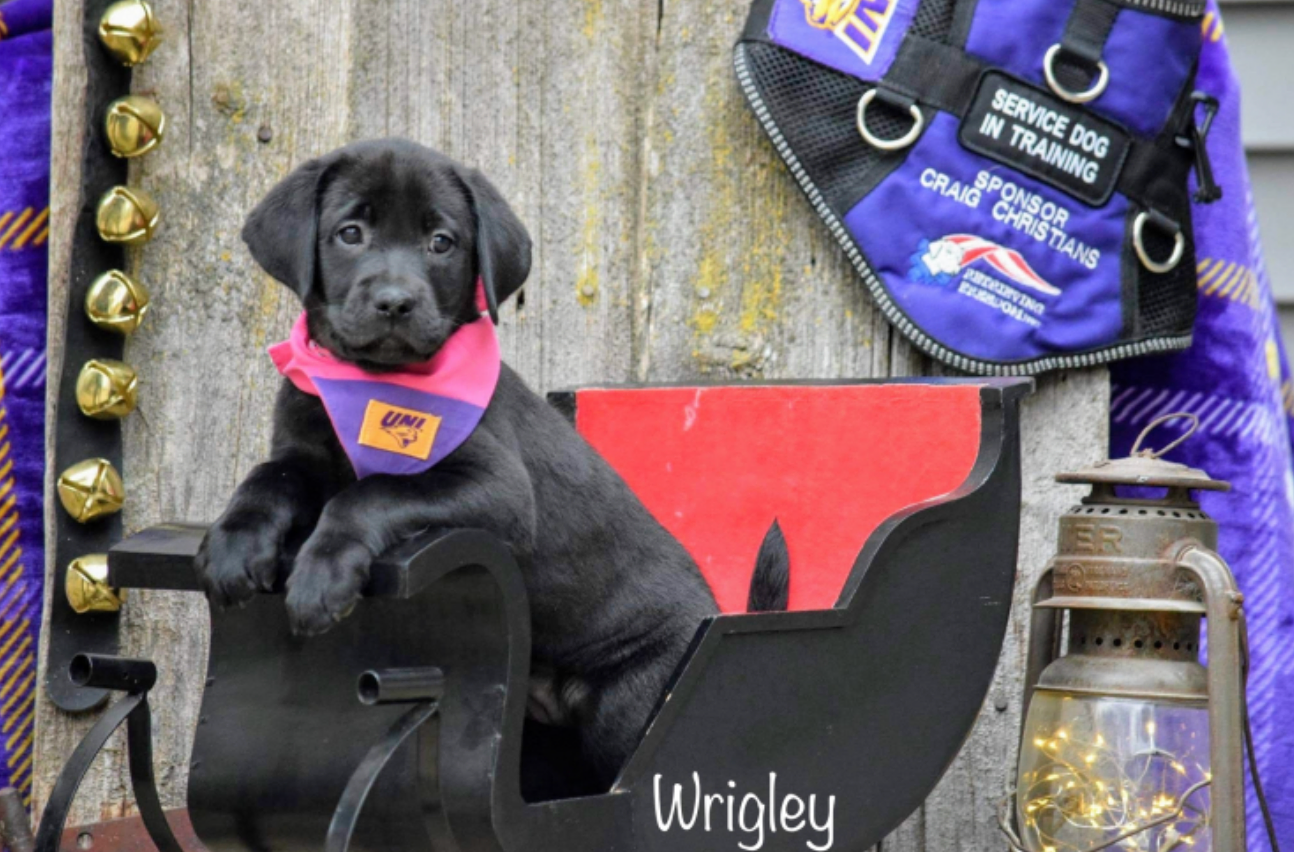 Ty Buras's service dog, Wrigley.